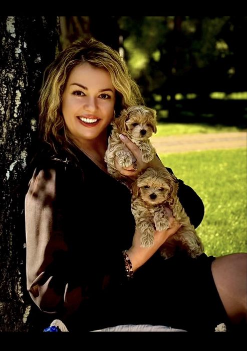 VIP лакшері міні хлопчики цуценята мальтіпу ф1. Мальтіпу. Цуценя