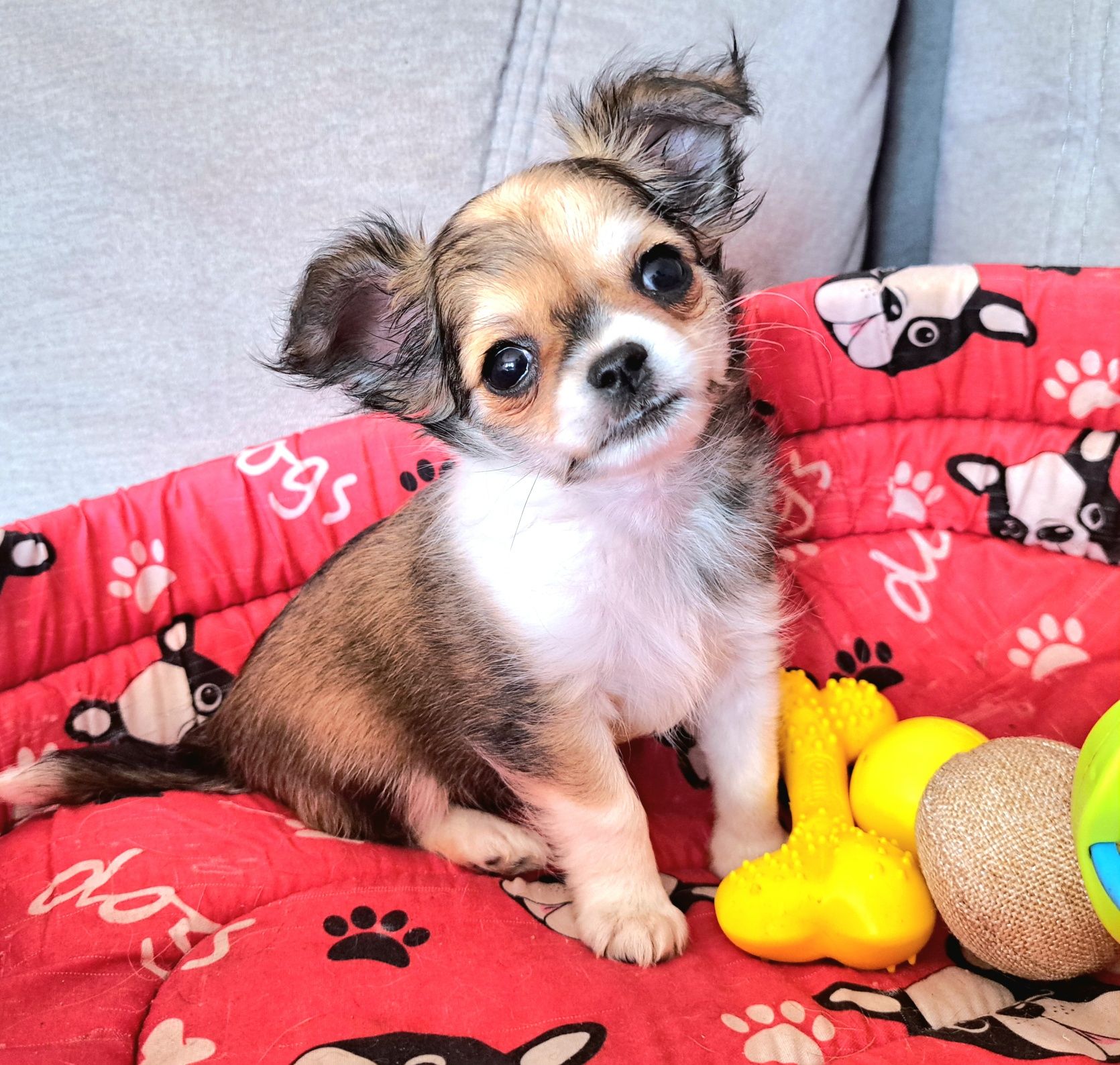 Malusi Franio szuka domku Chihuahua długowłosy