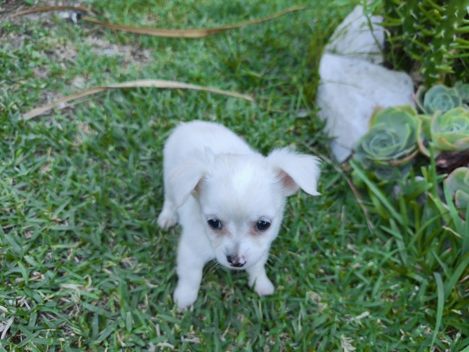 Chihuahua disponível para entrega imediata