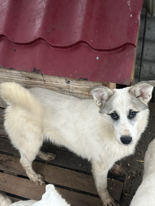 Віддам собаку метис лайка