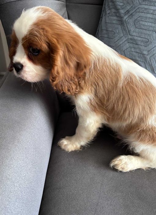 Cavalier piesek z rodowodem ZKwP FCI