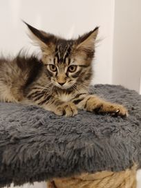 Maine Coon Cygan