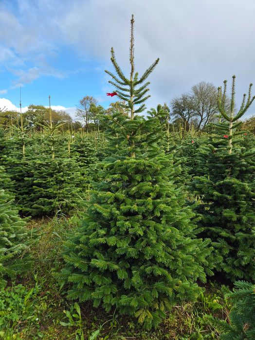 Jodła Kaukaska z plantacji cięta lub w donicy - tuchoinki.pl PLANTACJE