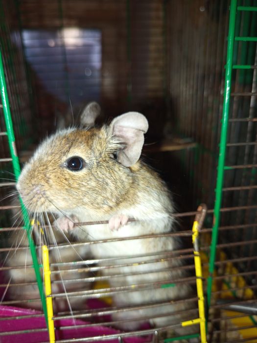 Веселые дегусята