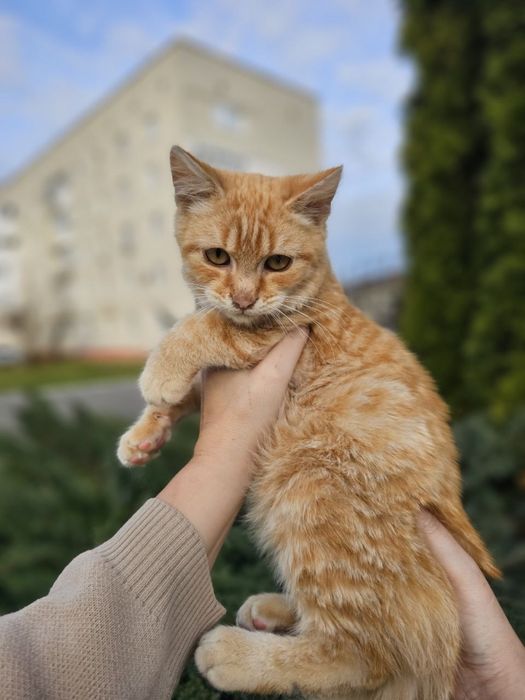 Котик хлопчик в добрі руки