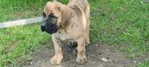 Szczenięta Dogo canario ,presa canario nie cane corso