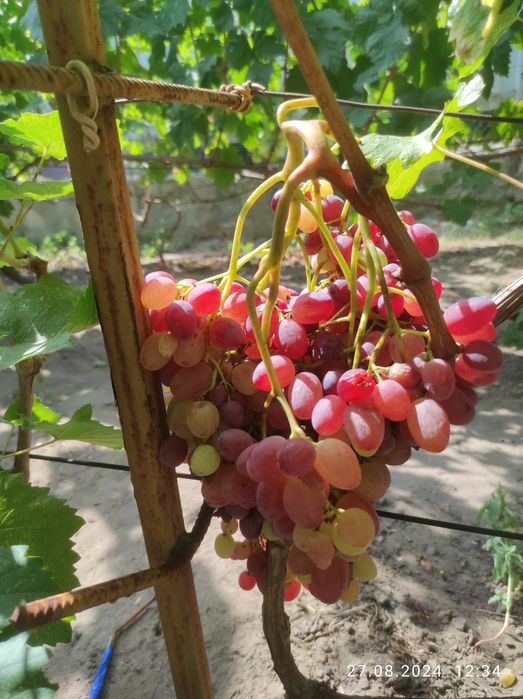 Черенки винограда столовых сортов.