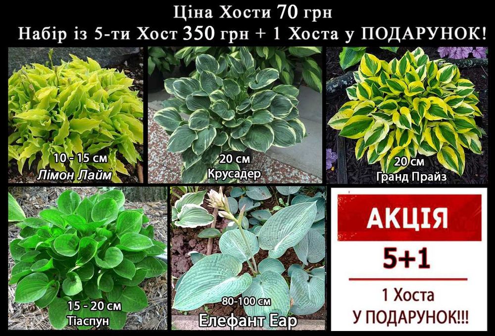 РОЗПРОДАЖ!!! Хоста 35 сортів