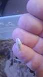 isopody porcelio laevis white