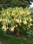 Datura / Anielskie trąby/ Burgumansja/ rośliny ozdobne