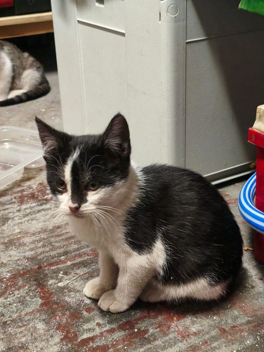 Kotki szukają domu. Kotek kociak