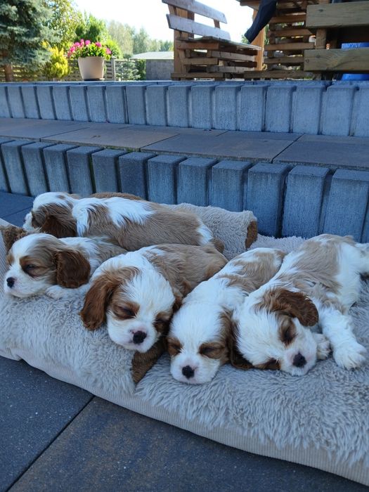 Szczeniak Cavalier King Charles Spaniel