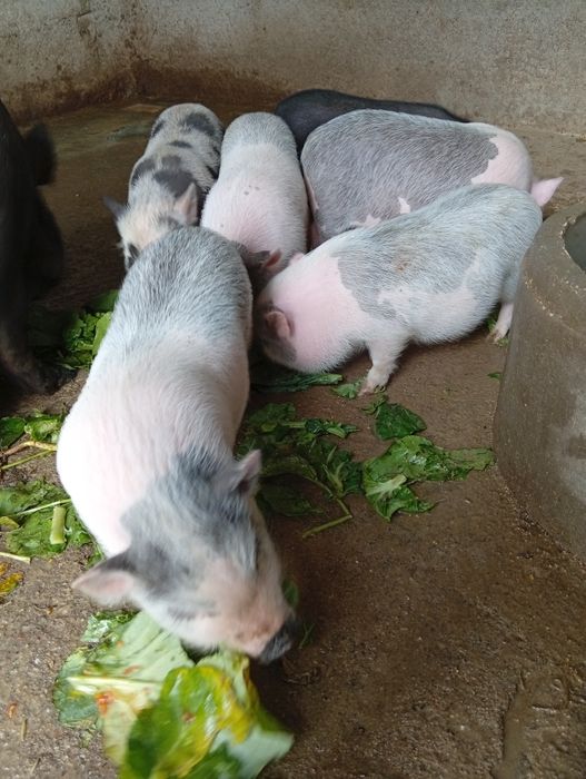 Leitões vietnamitas para venda