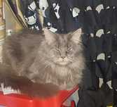 Kot  rasy Maine coon. REZERWACJA