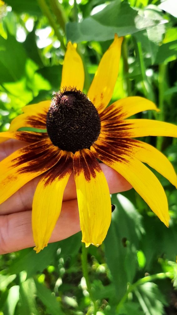 Rudbekia obficie kwitnie od lata do jesieni  różne kolory sadzonki