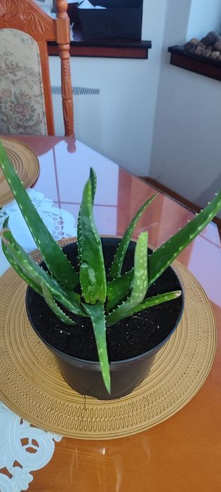 Śliczne sadzonki Aloes 3 sztuki