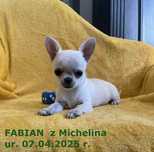 Chihuahua ZKwP piękny piesek