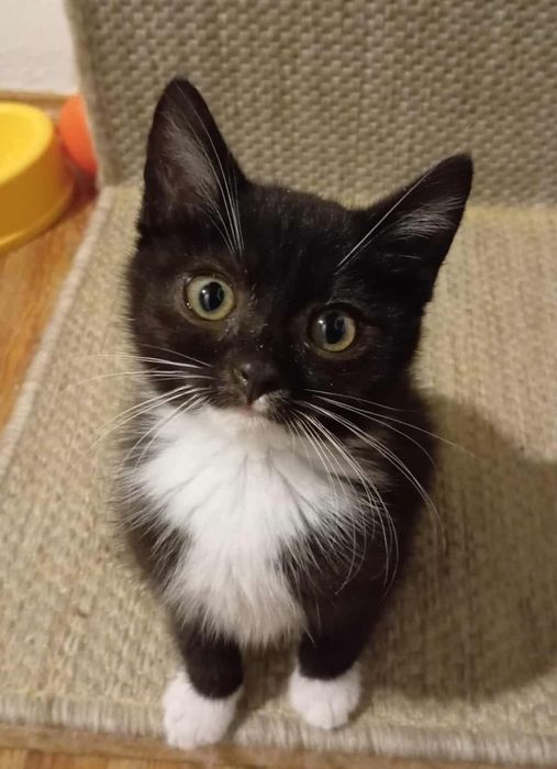 Baton słodki przyjaciel