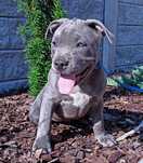 American staffordshire terrier Amstaff