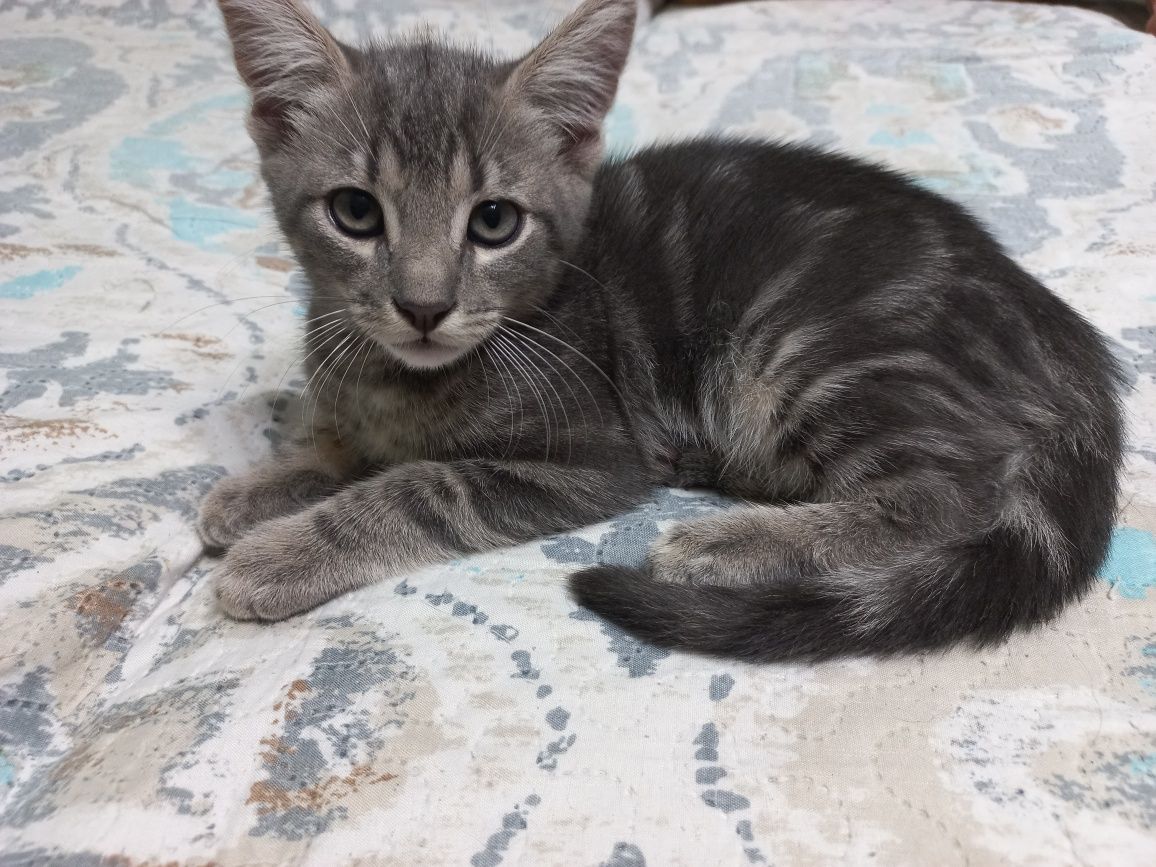Котшенятам потрібен дім!