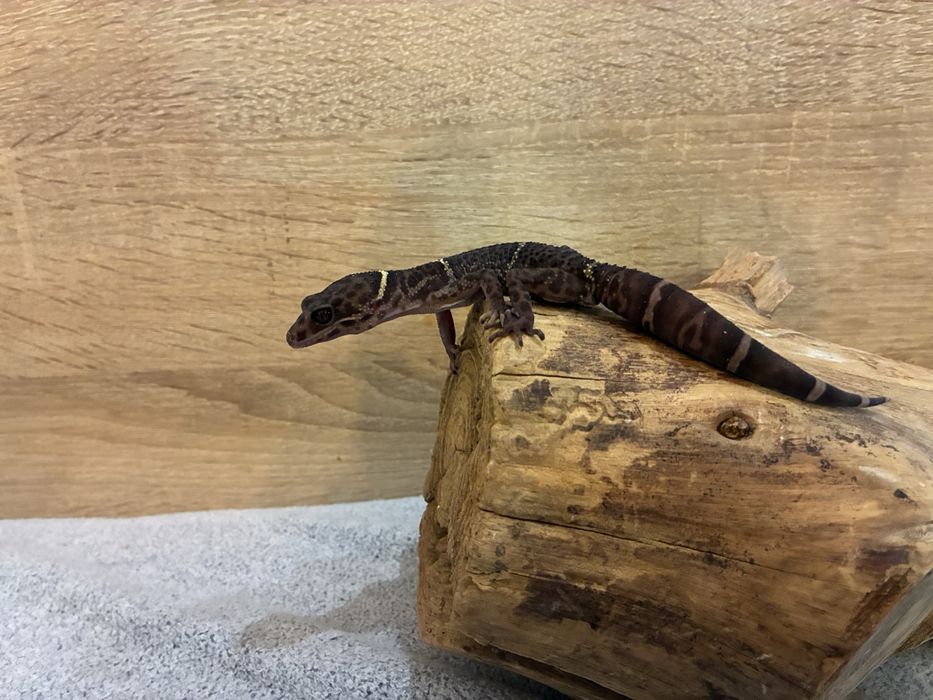 Gekony chinskie Dorosla parka