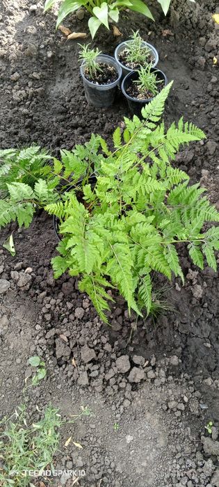 Папоротник...Кочедыжник ниппонский