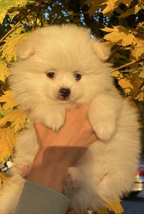 Шпиц хлопчик продажа