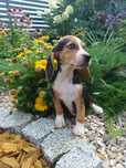 Beagle szczeniak gotowy do odbioru
