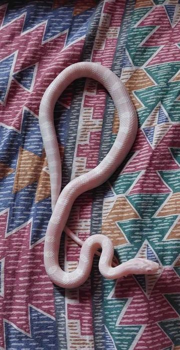 Wąż zbożowy samczyk snow