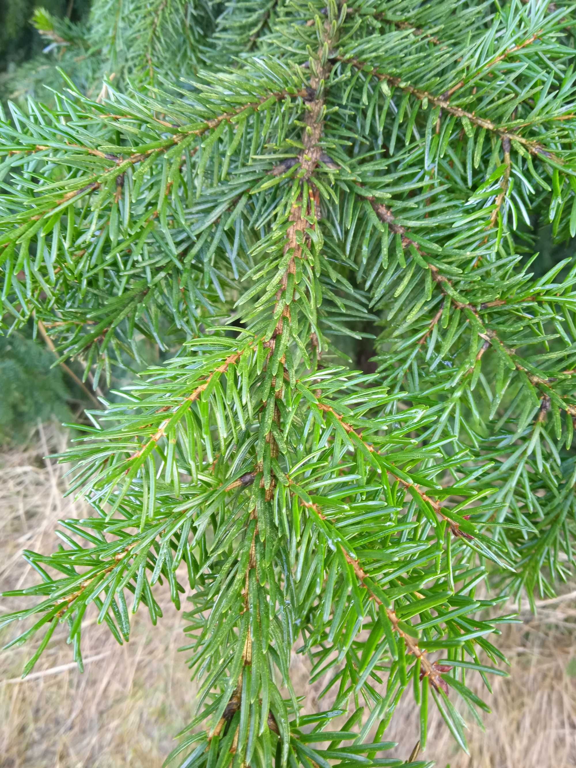 Gałęzie świerka, picea omorica