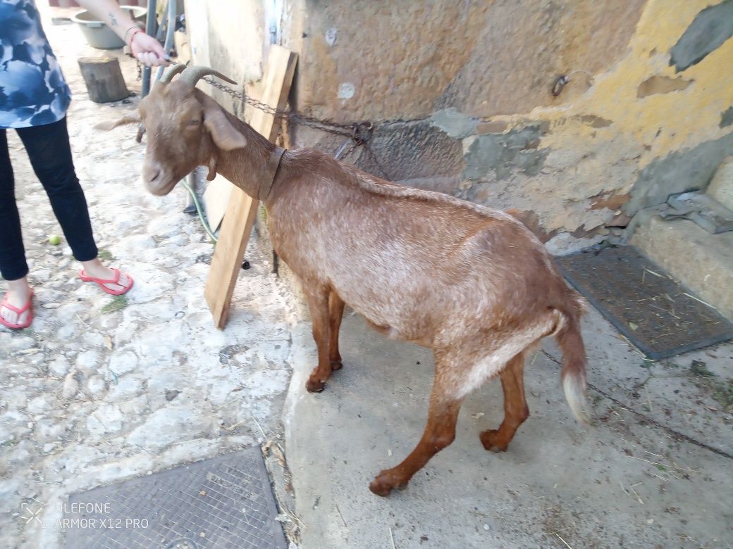 Vende-se cabras.