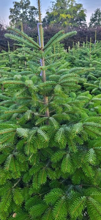 Sprzedam Jodłę Kaukaską w Donicy wys. od 150-200 cm