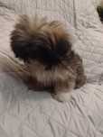 Maluszki shih tzu