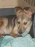 Kochany mix charta, collie, pinczera , smukly, zrównoważony piesek