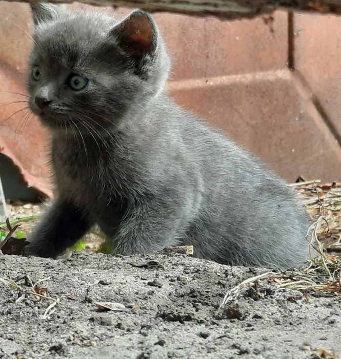 Кошенята безкоштовно 2,5 місяці, м. Київ