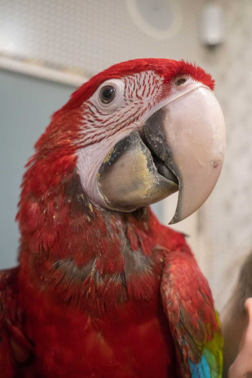 Великий папуга - Зеленокрилий Ара ручні пташенята- червоний ара
