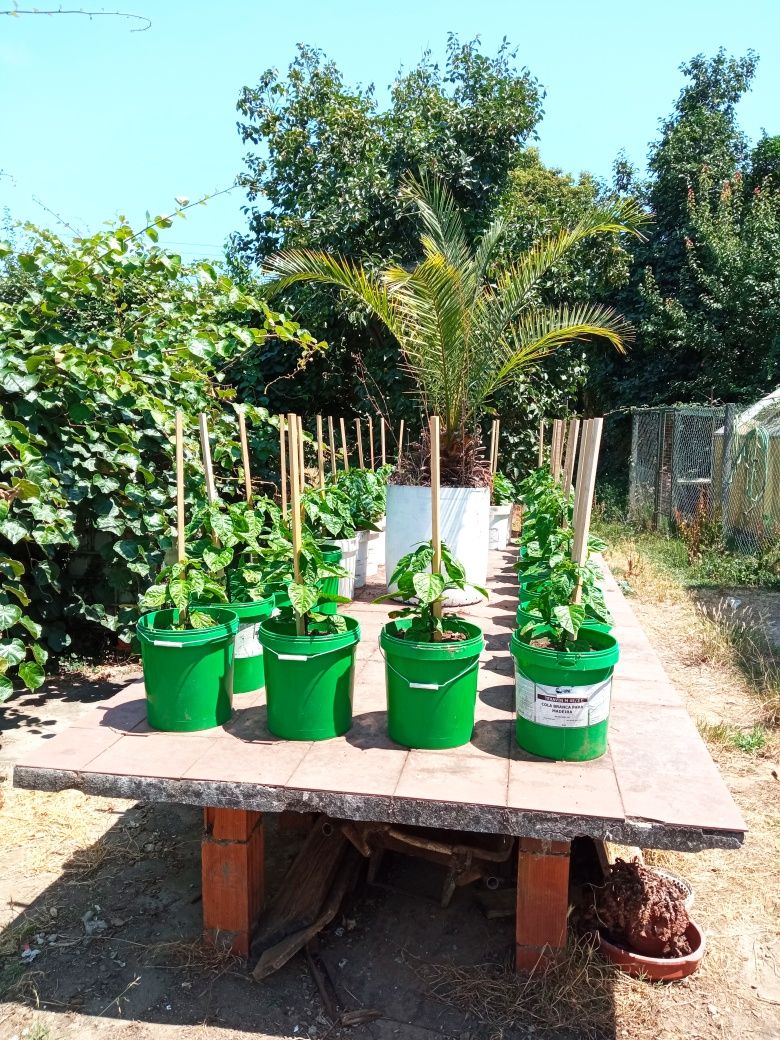 Plantas de malaguetas Carolina reaper e ghost pepper já transplantadas