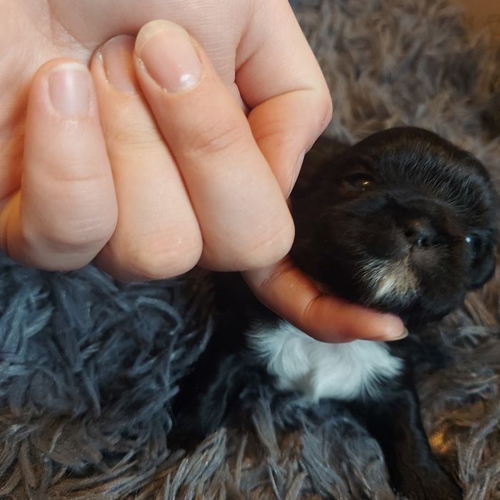 2 krycia  Shih-Tzu-pies reproduktor z rodowodem