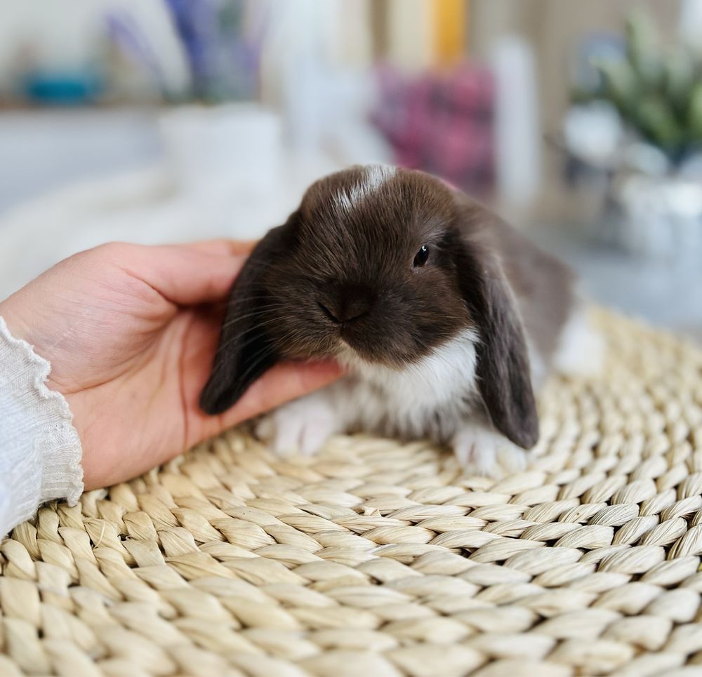 Hodowla rasowych królików mini lop / królik miniaturka / metryka