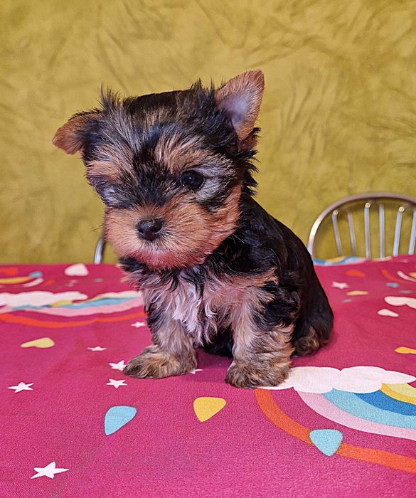 York miniaturowa sunia