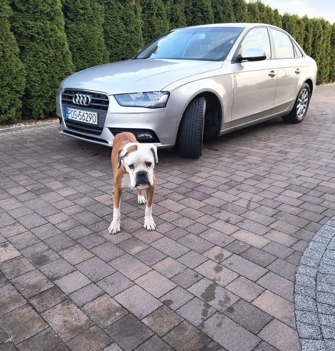 Audi a4 b8 2013  2.0 tdi
