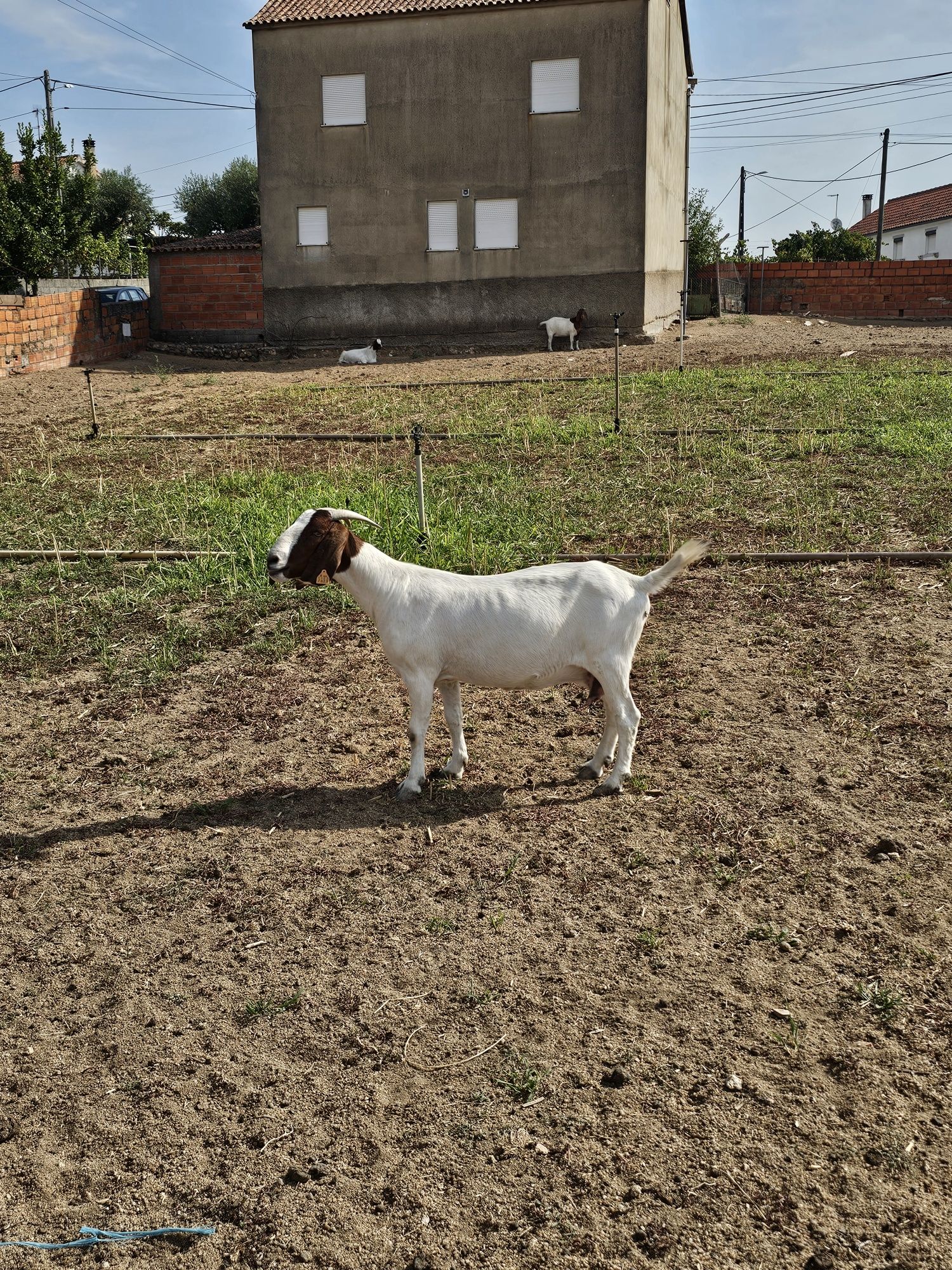 Fêmeas Boer disponíveis