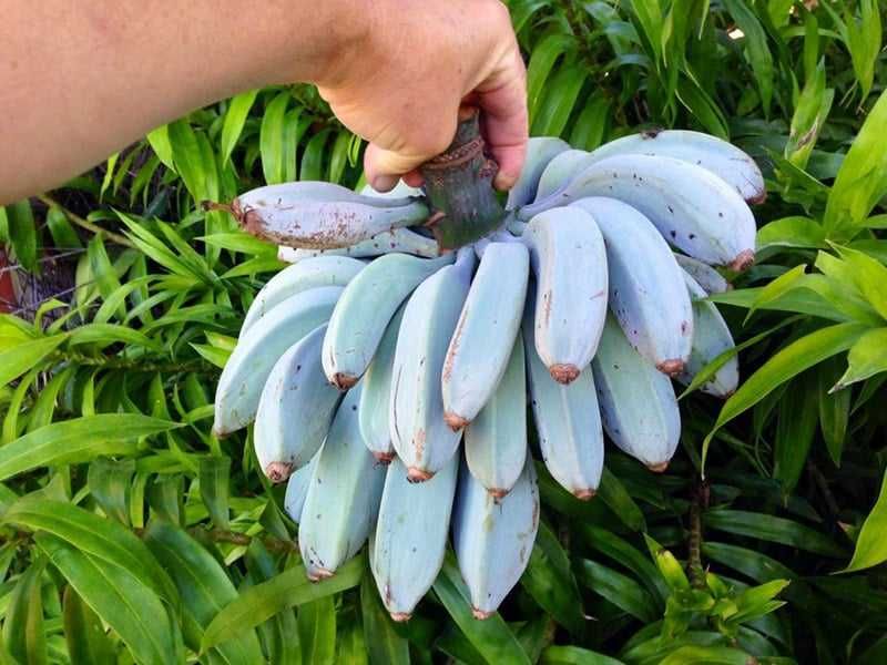 NOVIDADE a famosa BANANEIRA AZUL