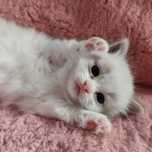 Śliczny Kocurek Ragdoll