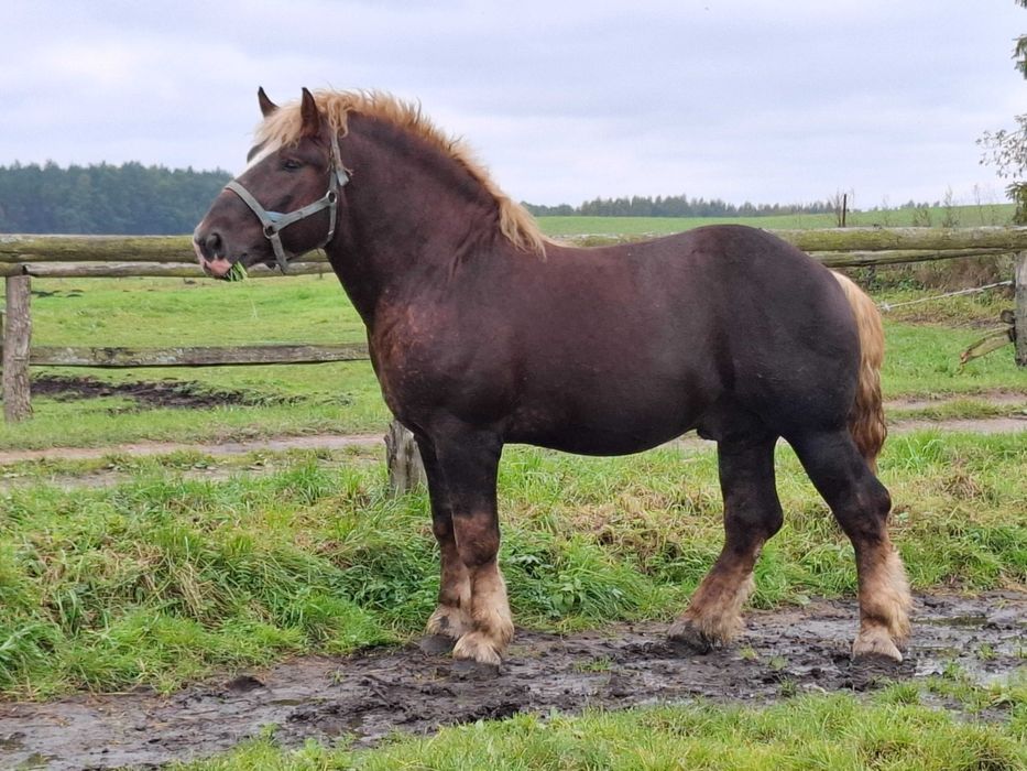 Sprzedam ogiera sztumskiego z licencją