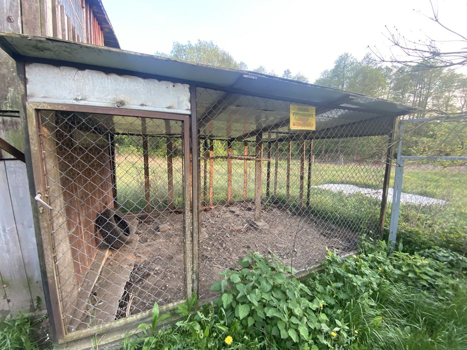 Oddam gołębnik za darmo