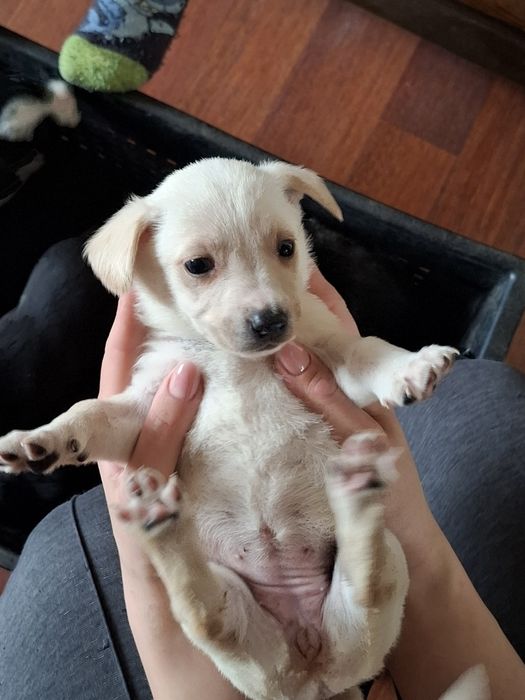 Цуценя в добрі руки, дівчинка