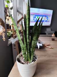 Sansevieria Gray Lady  całość