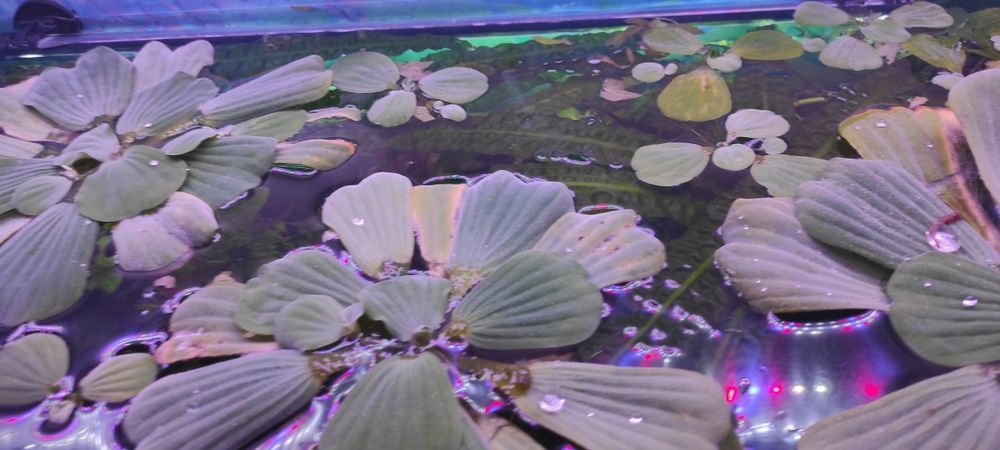 Rośliny pływające akwarium