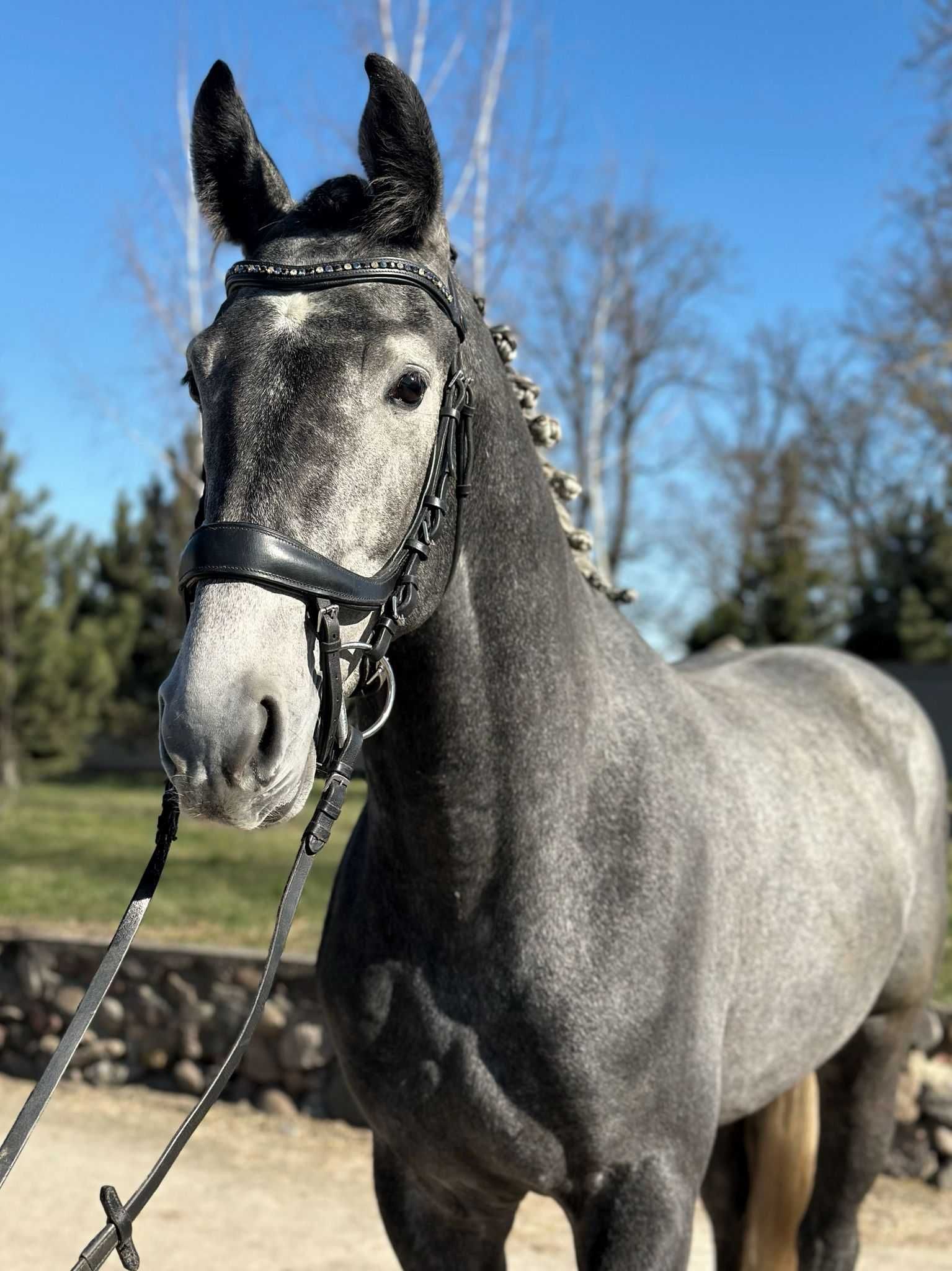 ogier, koń, 3-letni, zajeżdżony